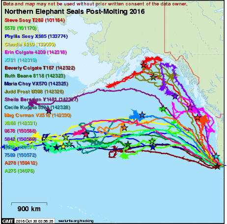 The Elephant Seals are on their Way Back! | Coastside State Parks